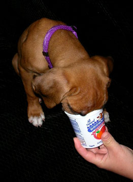 Yogurt!