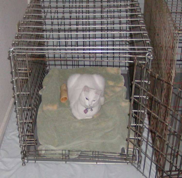 You mean this isn't MY cage?