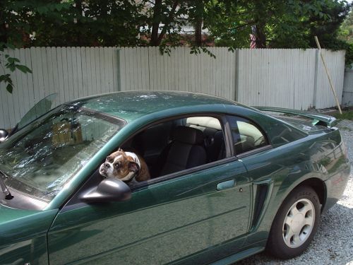 You Promised a car ride!
