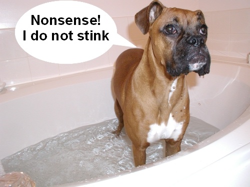You Stink