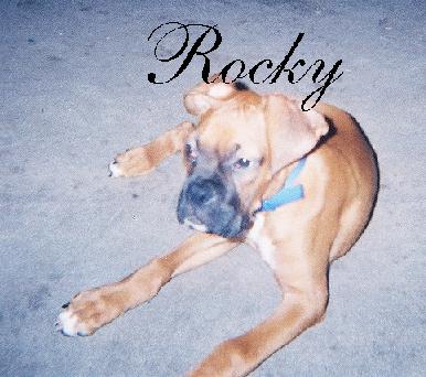 Young Rocky