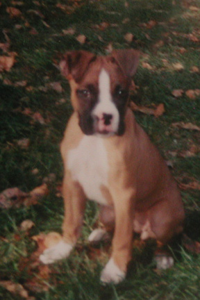 Young Shilo