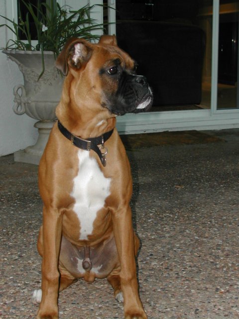 Young stud