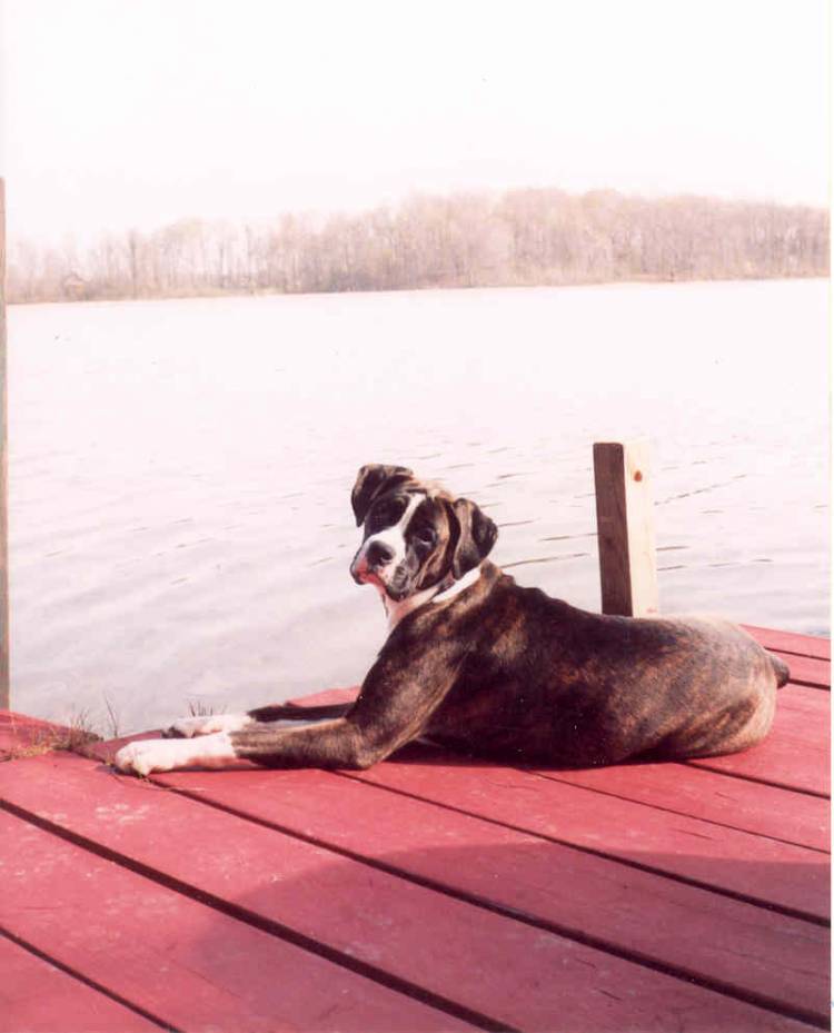 Young_Iris_on_the_dock