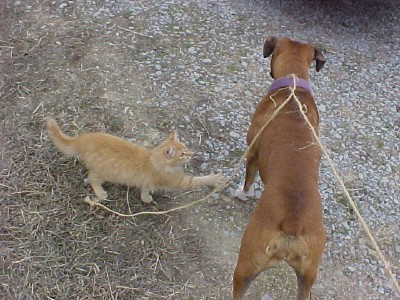 You're not the boss of me!