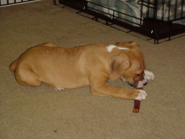 Yum bullystick