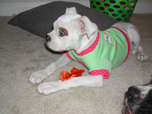 yum rawhide!
