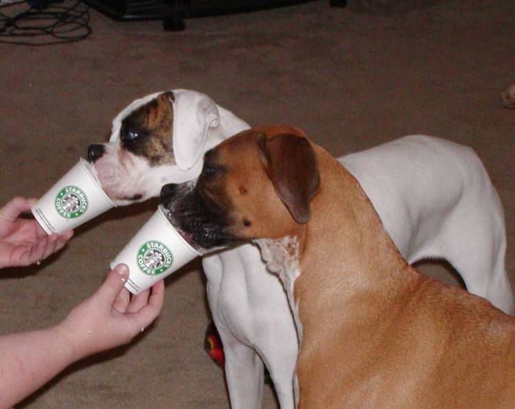 Yummmmmmy....Starbucks.