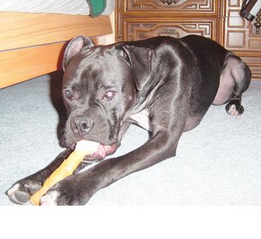 Yummy Bone
