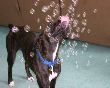 Yummy, bubbles!