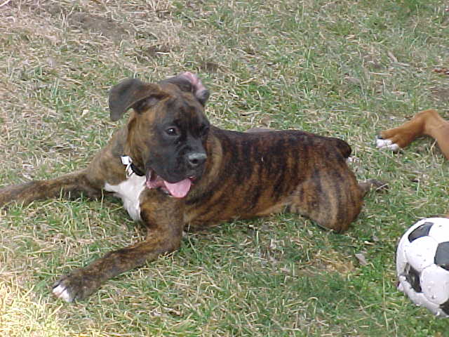 Zac 2