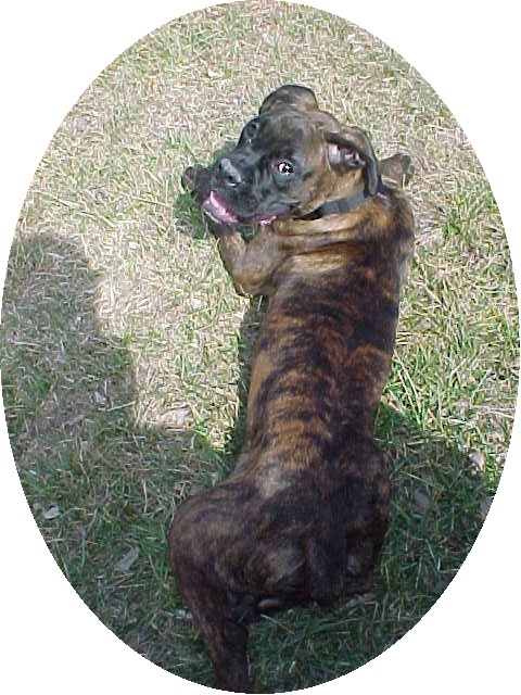 Zac 3