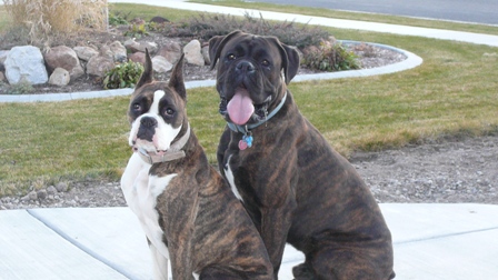ZAHARA AND GRIZZO