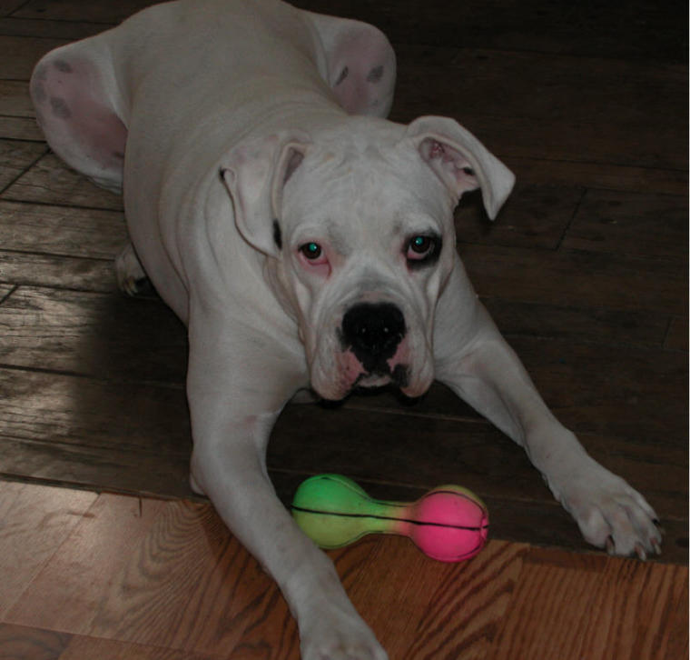 Zander and his new toy