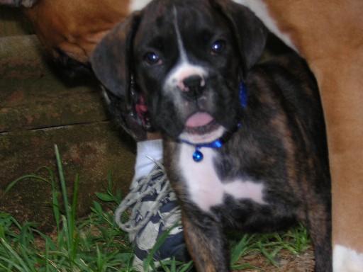 Zander
