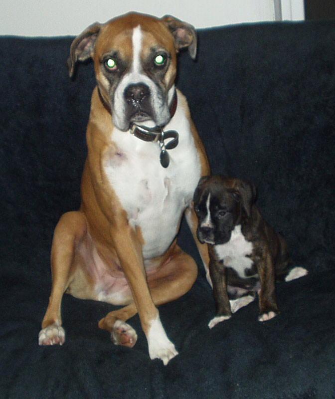 Zaynah and Koda 12/2/08