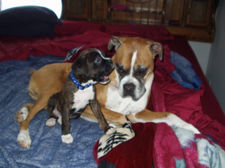 Zaynah and Koda 12/3/08