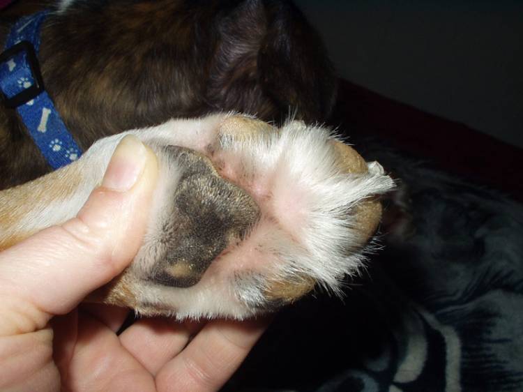 Zaynah furry back foot