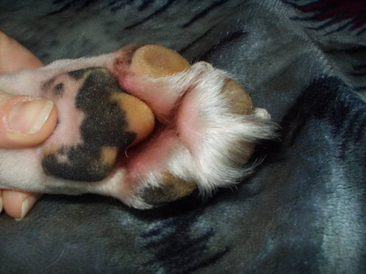 Zaynah furry front foot