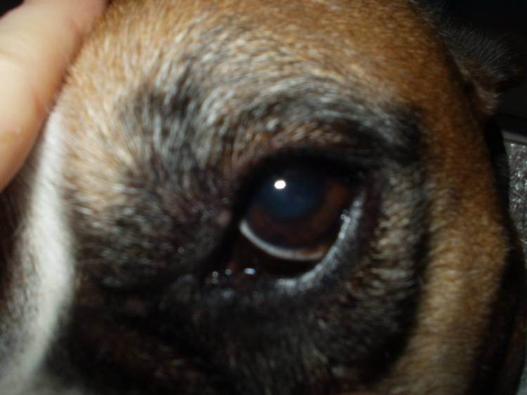 Zaynah's left eye