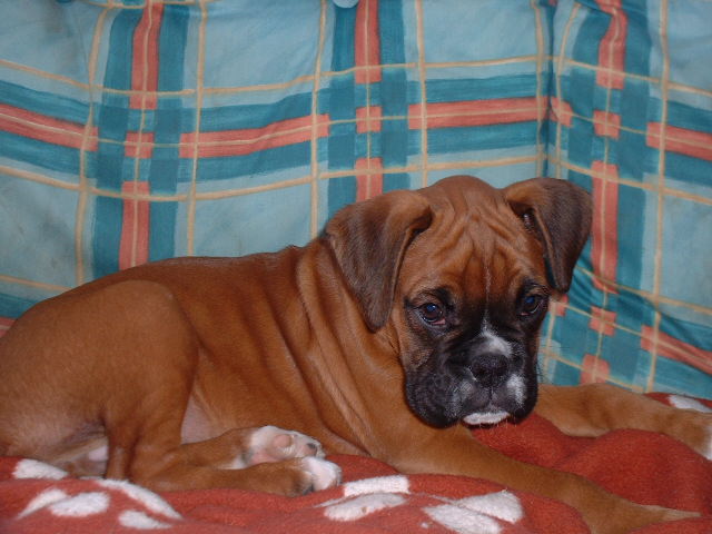 Zeb 11 weeks old almost