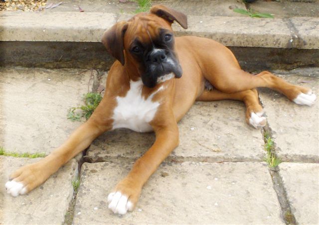 Zeb 17 weeks old