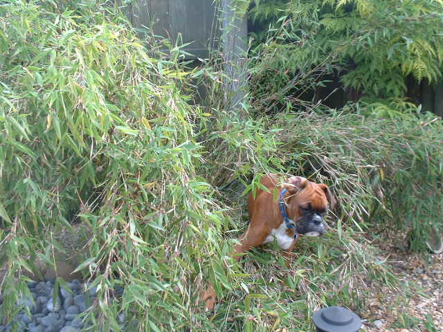 Zeb in the bamboo