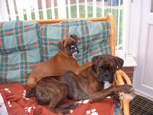 Zeb is always on Lola's back