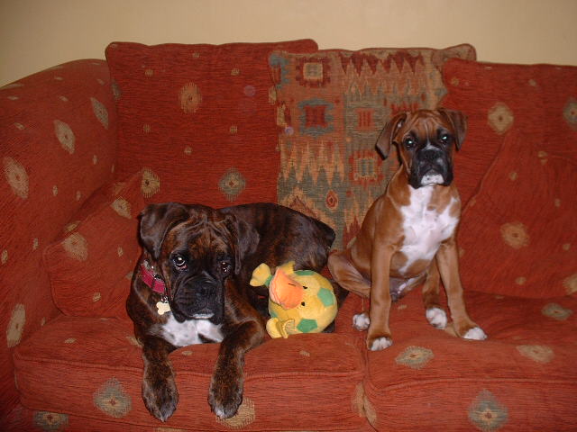 Zeb & Lola hogging the sofa