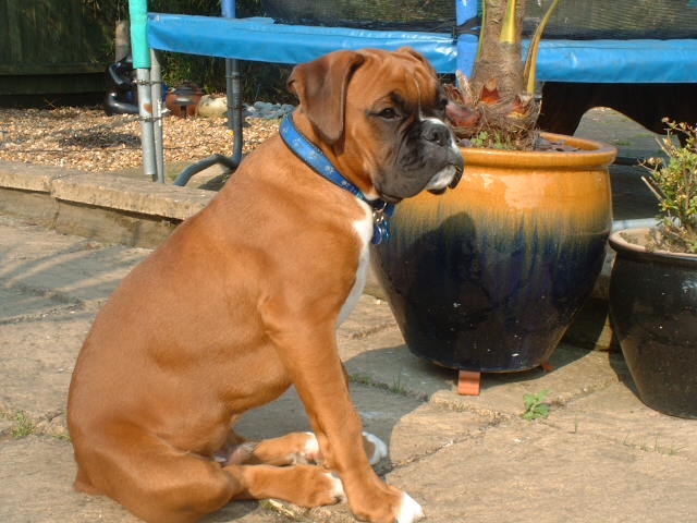 Zeb posing in the sun