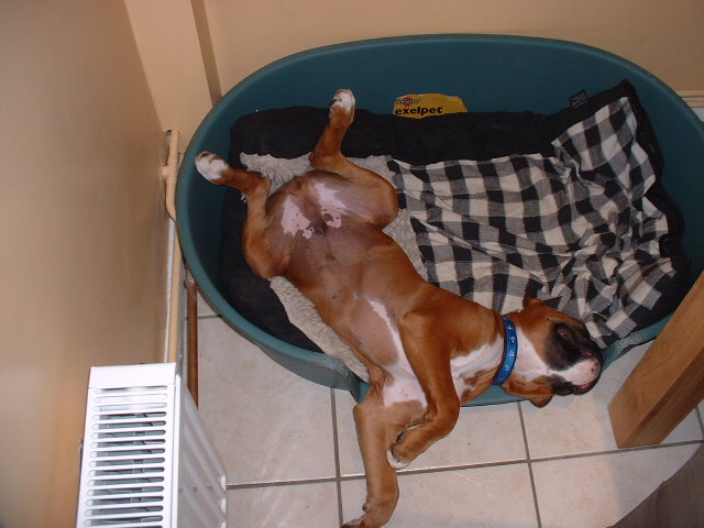 Zeb sleeping like a cat
