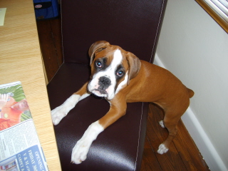 ZEB2