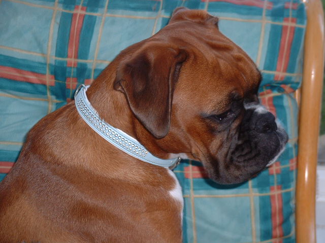 Zebedee 7th Sept 06 profile shot