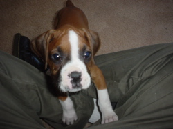 Zeke 8.5 weeks