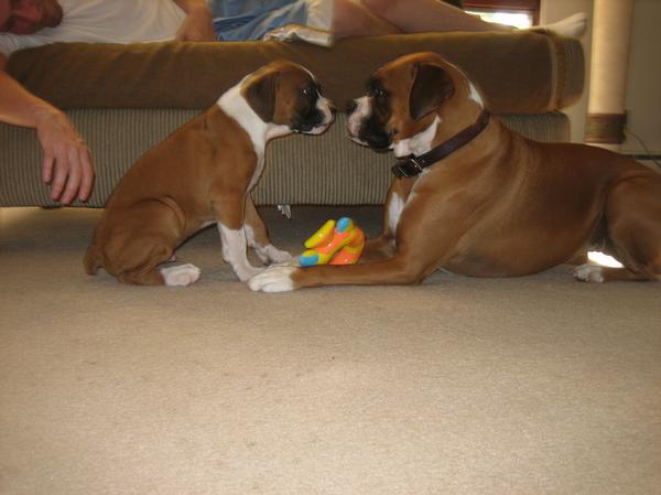Zeke and Karma