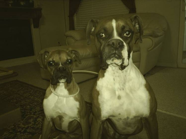 Zeke & Bella - Best Friends