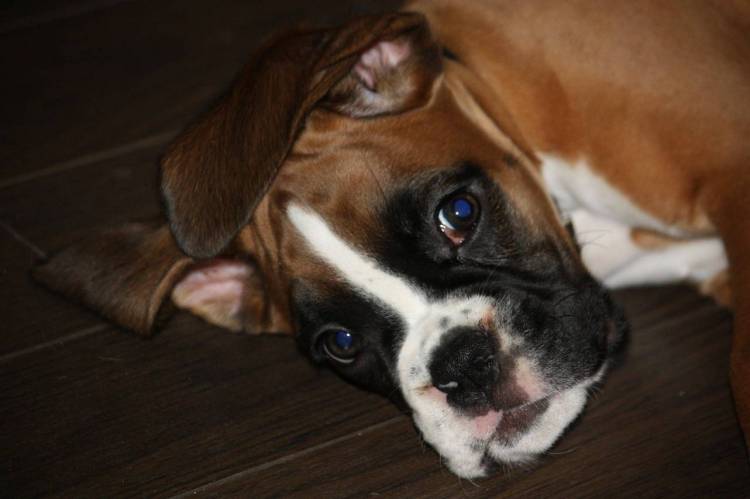 Zena at around 6 months old