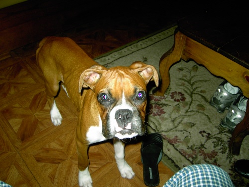 Zena