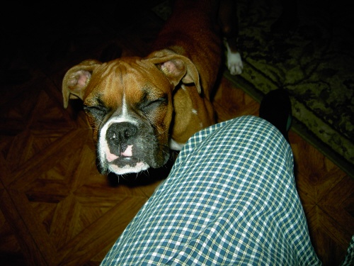 Zena