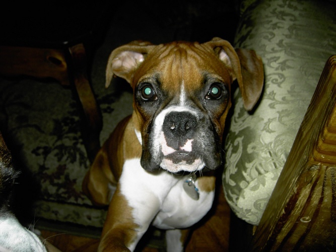 Zena