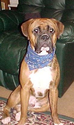 Zeus @ 1 year old