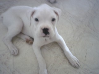Zeus 10 Weeks