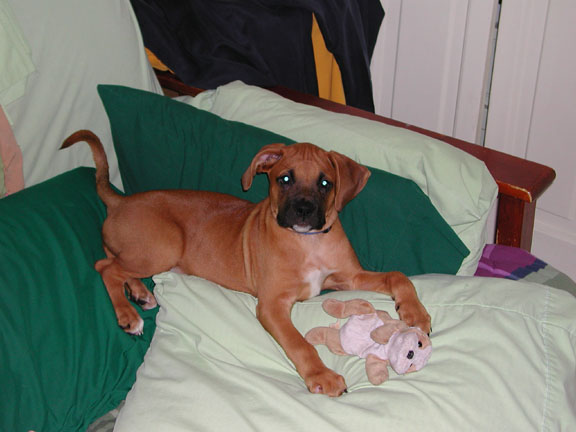 Zeus @ 12 weeks old