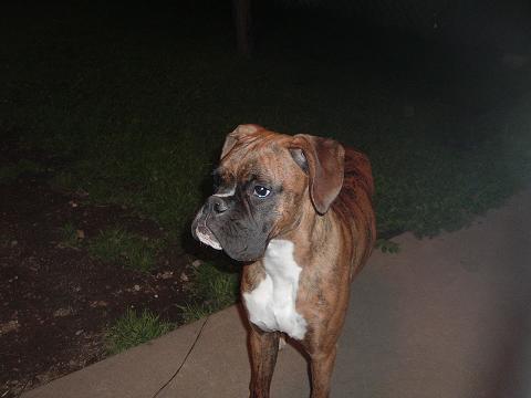 Zeus 7 months old