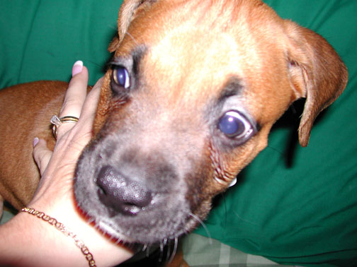 Zeus @ 9 Weeks