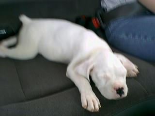 Zeus 9 wks