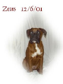 zeus alone
