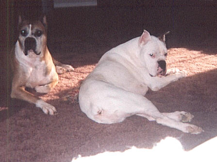 Zeus and Bam Bam
