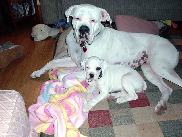 Zeus and Isis