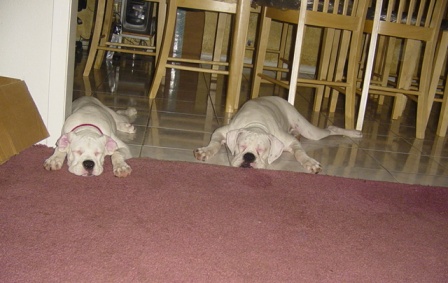 Zeus and Xena asleep